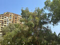 DONATELLO - Properties for sale in Monaco