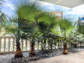 Sole Agent - Villa del Sole - Magnificent 2 bedroom - Properties for sale in Monaco